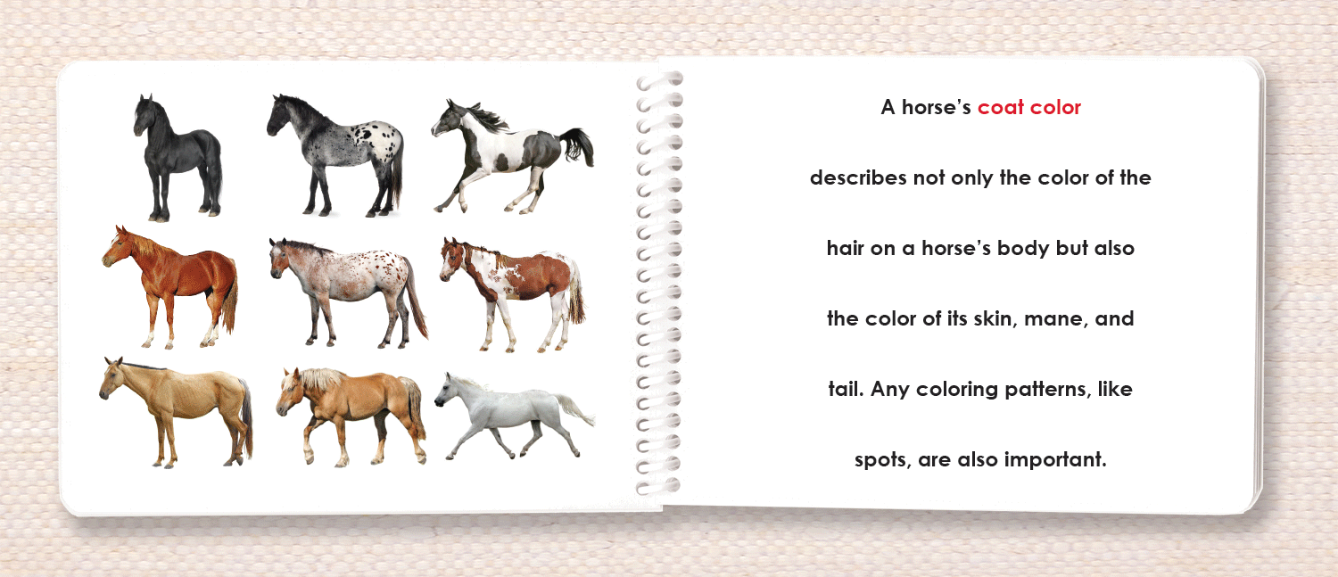 Horses: Coat Colors Book - Maitri Learning