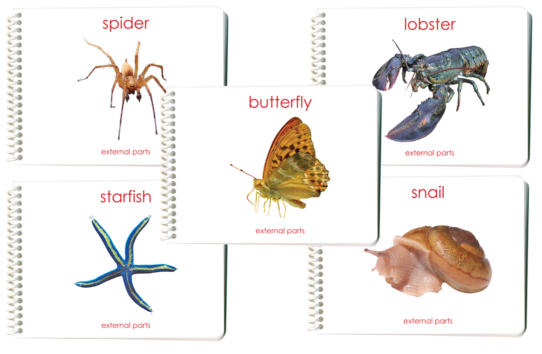 Invertebrates Parts of Book Set