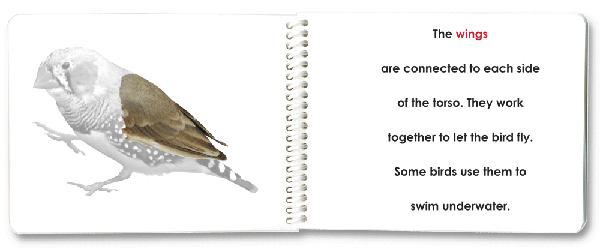 Imperfect "Parts of" the Bird Book - Maitri Learning