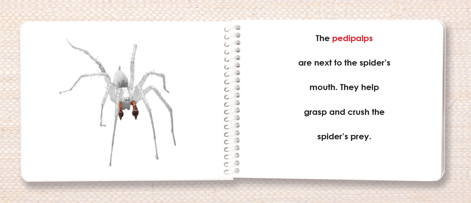 "Parts of" the Spider Book - Maitri Learning