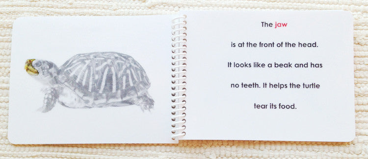 Imperfect "Parts of" the Turtle Book - Maitri Learning