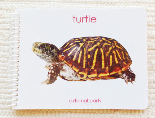 Imperfect Parts of the Turtle Book – Maitri Learning