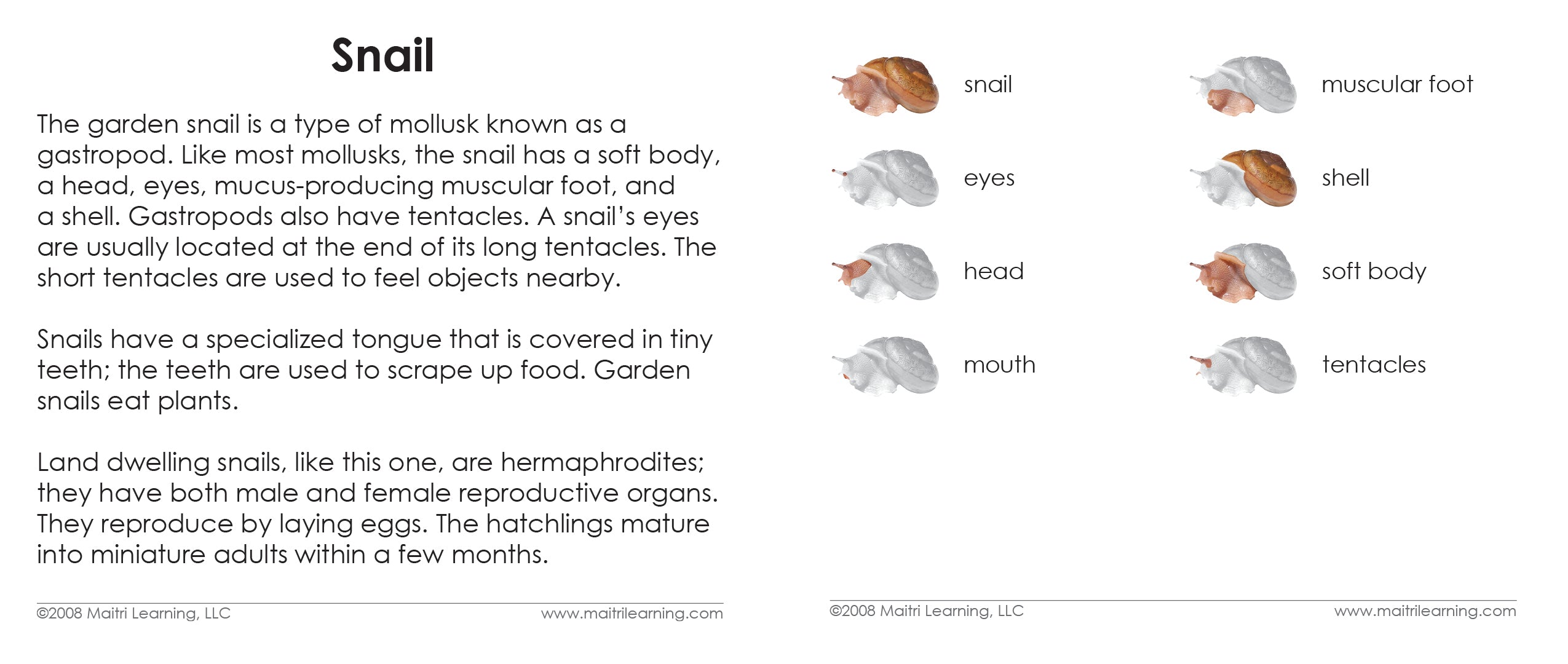 Parts of the Snail 3-Part Reading