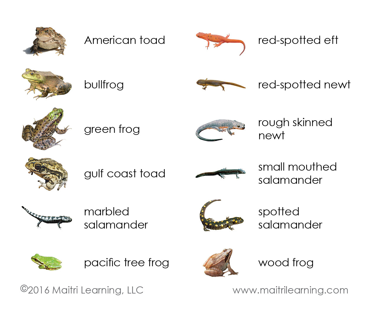 Amphibians Vocabulary