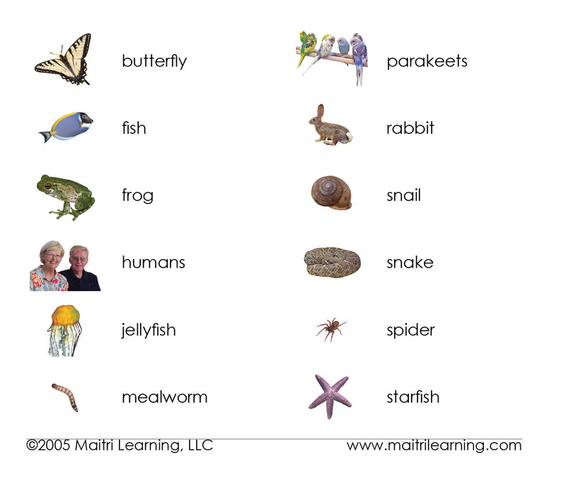 Animal Kingdom Montessori Zoology Cards