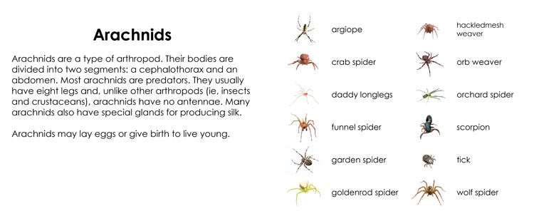 Imperfect Arachnids 3-Part Reading - Maitri Learning