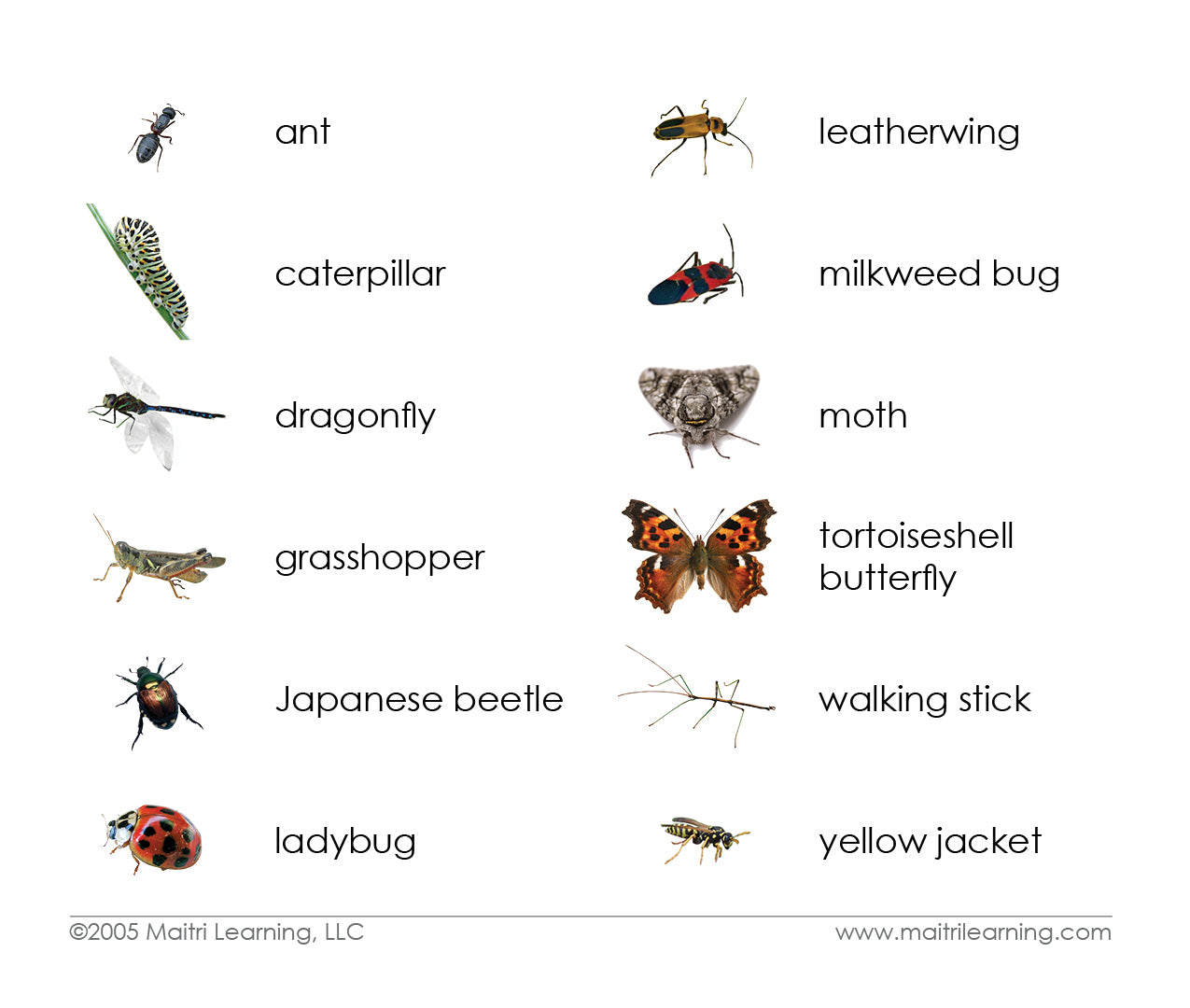 Insects Montessori Zoology Cards – Maitri Learning