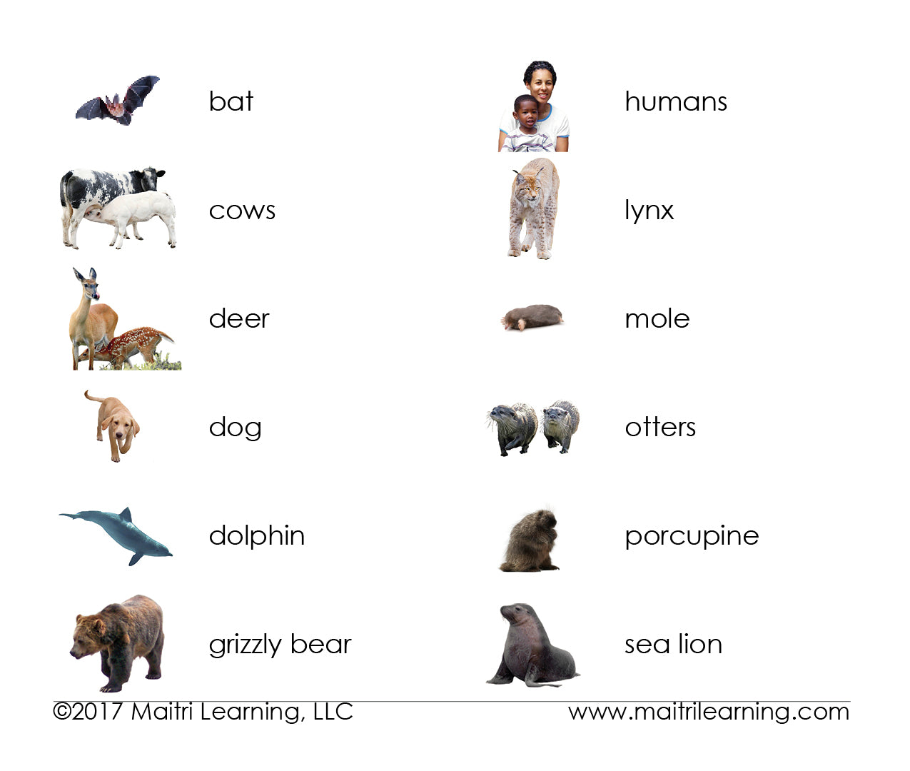 Mammals Matching