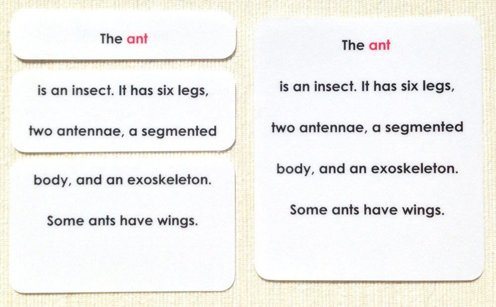 "Parts of" the Ant Definitions - Maitri Learning