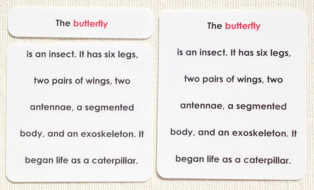 "Parts of" the Butterfly Definitions - Maitri Learning
