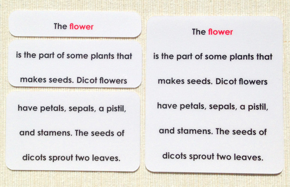 "Parts of" the Flower (Dicot) Definitions - Maitri Learning