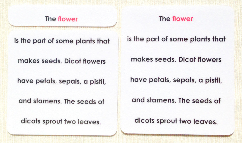 "Parts of" the Flower (Dicot) Definitions - Maitri Learning