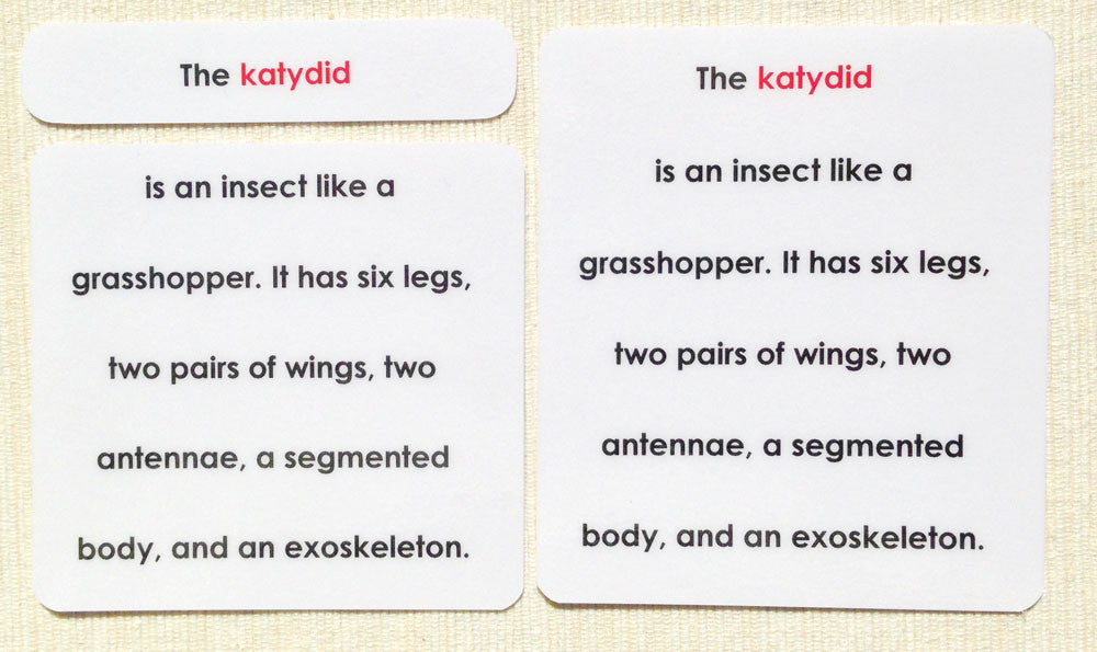 "Parts of" the Katydid (Grasshopper) Definitions - Maitri Learning