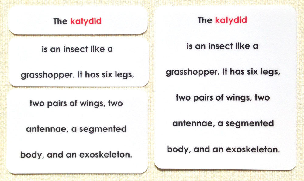 "Parts of" the Katydid (Grasshopper) Definitions - Maitri Learning