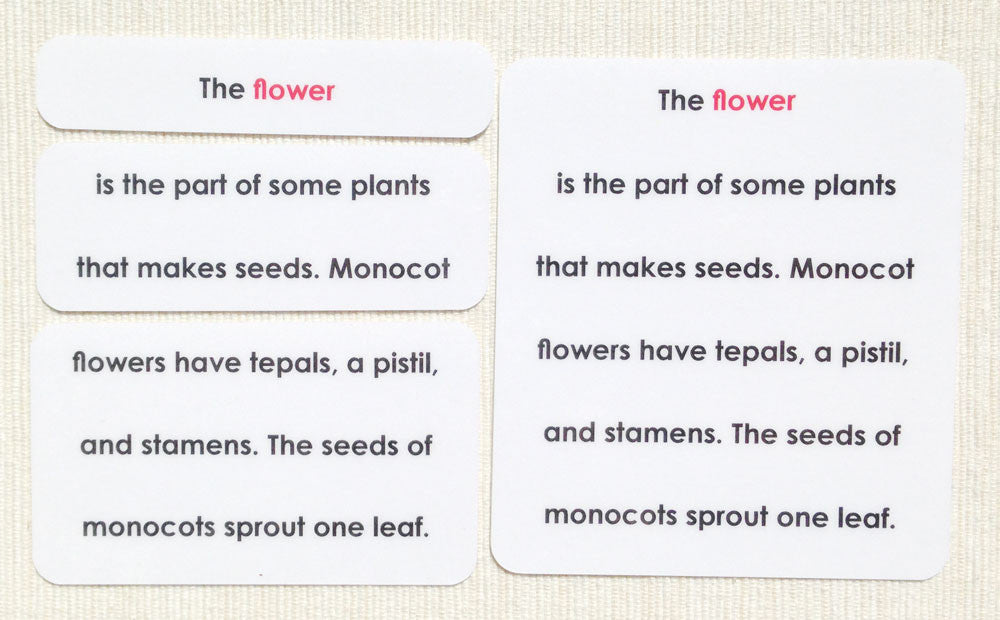 "Parts of" the Flower (Monocot) Definitions - Maitri Learning