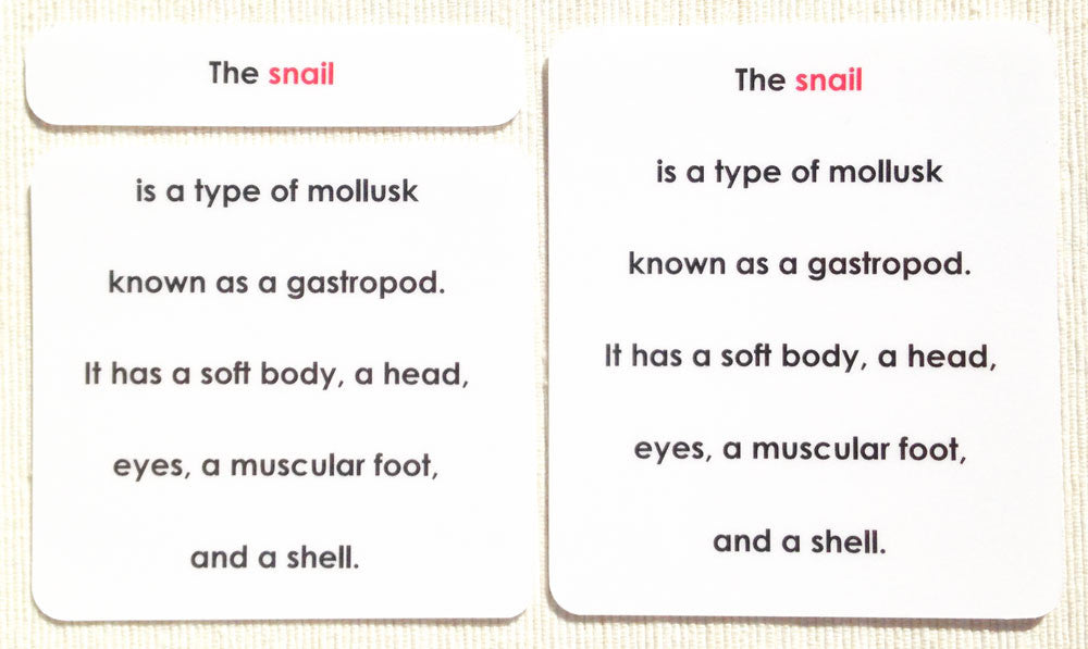 "Parts of" the Snail Definitions - Maitri Learning