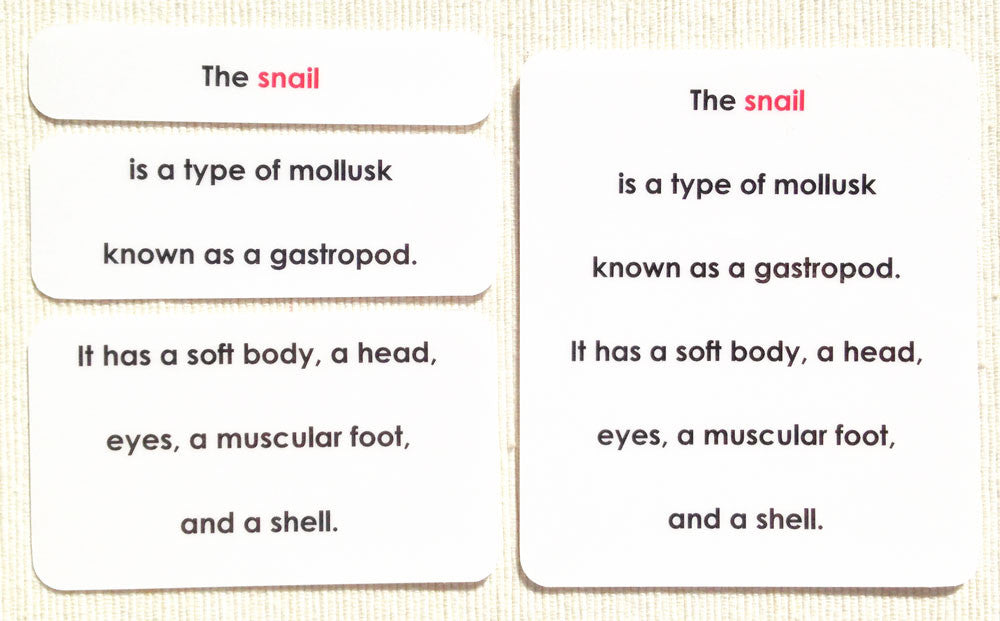 "Parts of" the Snail Definitions - Maitri Learning