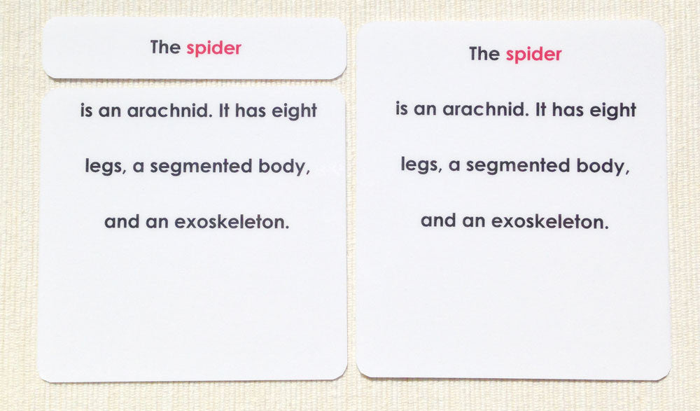 "Parts of" the Spider Definitions - Maitri Learning