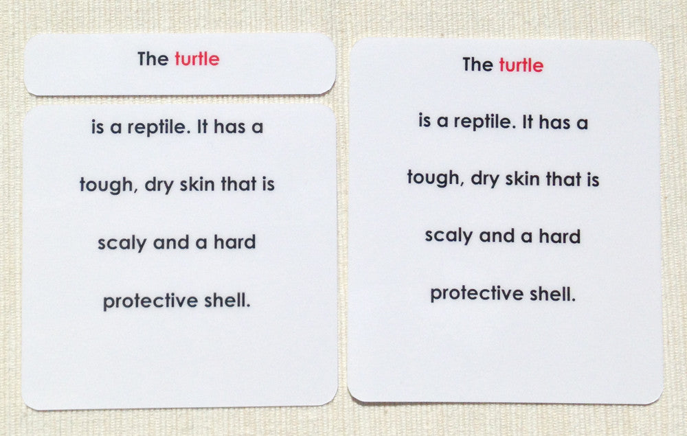 "Parts of" the Turtle Definitions - Maitri Learning