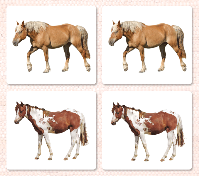 Imperfect Horses (Coat Colors) Matching - Maitri Learning