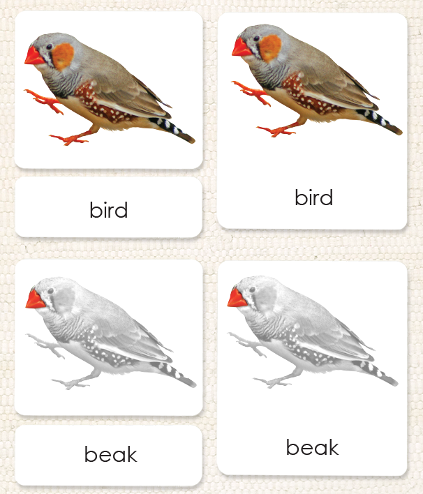 "Parts of" the Bird <p>3-Part Reading - Maitri Learning