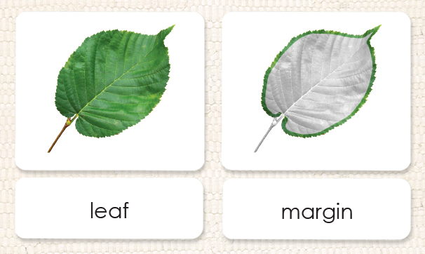 Parts of the Leaf 3-Part Reading - Maitri Learning