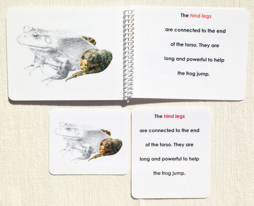 "Parts of" the Frog Book & Card Set - Maitri Learning