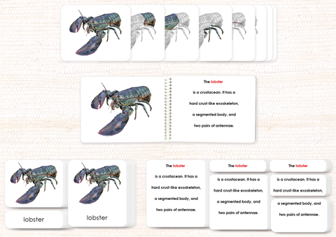 Invertebrates "Parts of" Book & Card Set/5