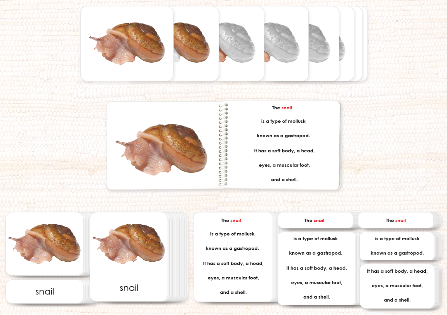 Parts of the Snail Book & Card Set