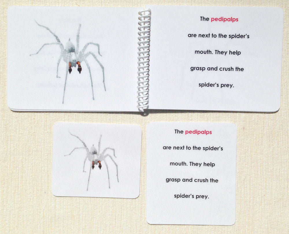 "Parts of" the Spider Book & Card Set - Maitri Learning