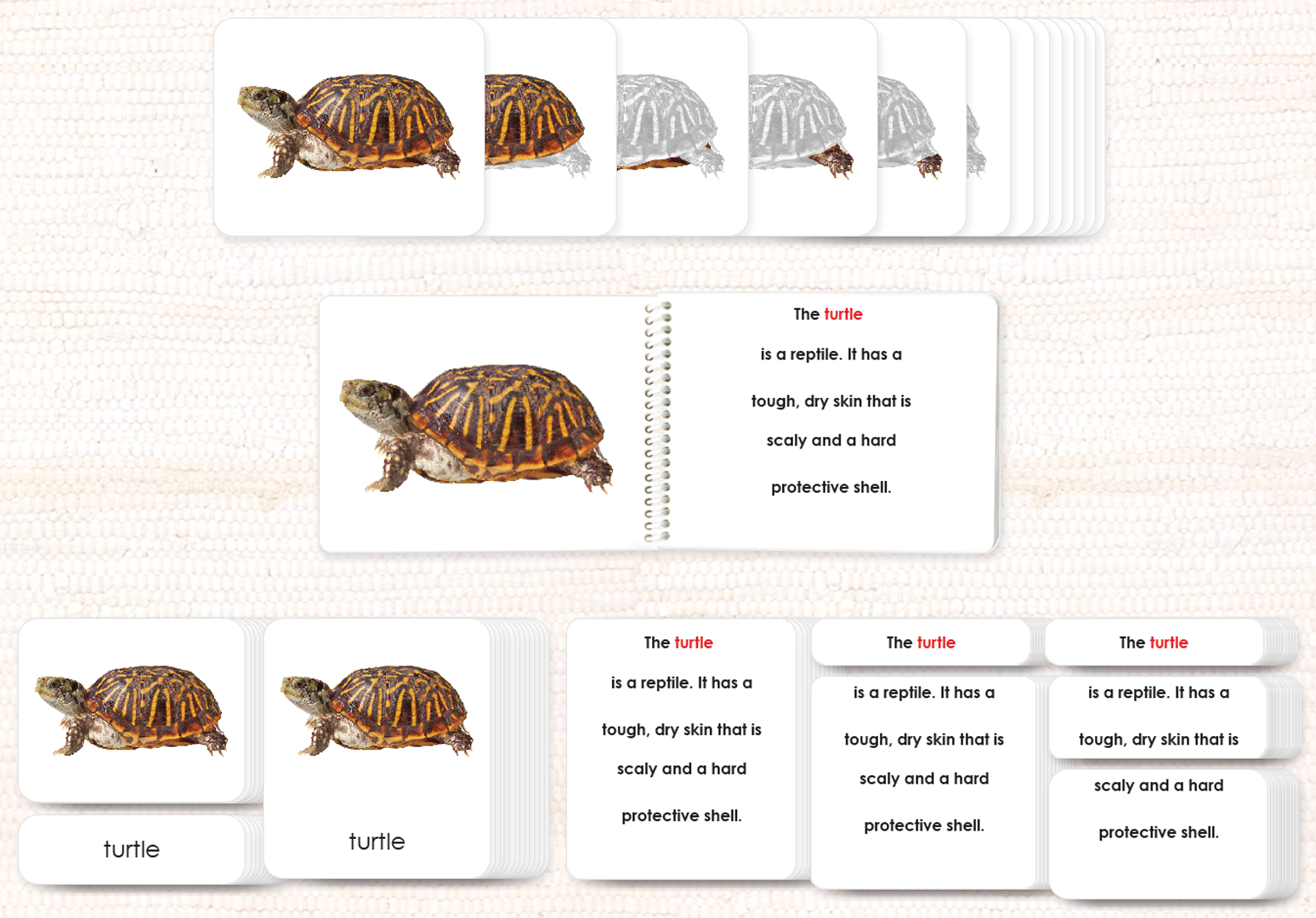 Parts of the Turtle Book & Card Set