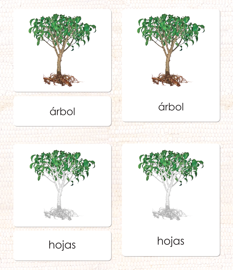 Spanish Parts of the Tree 3-Part Cards