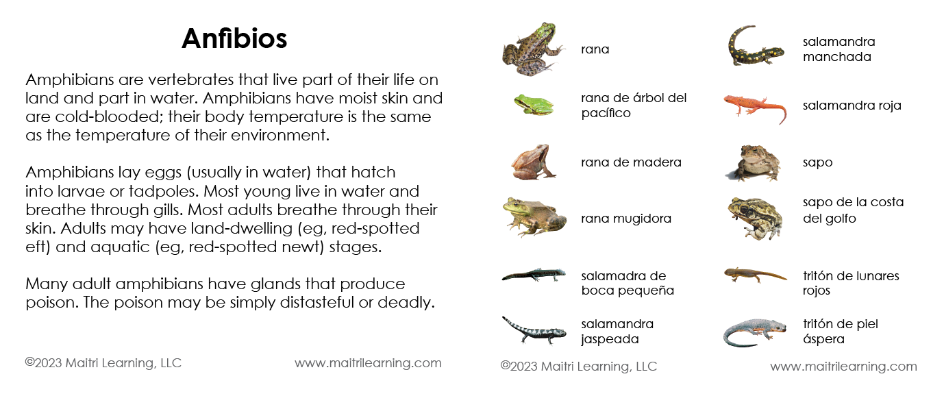 Spanish Amphibians 3-Part Cards