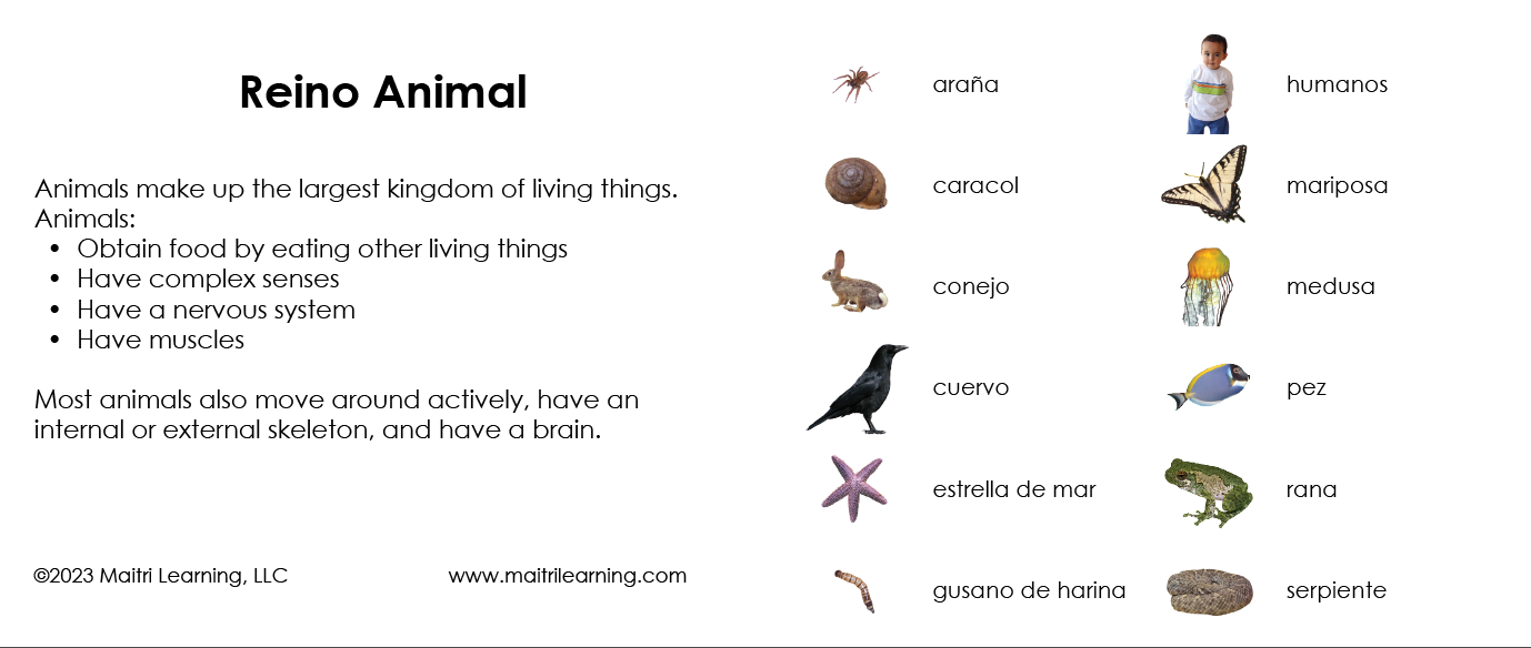 Spanish Animal Kingdom 3-Part Cards