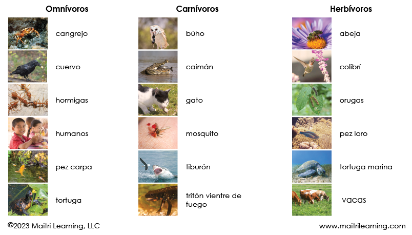 Spanish Carnivores, Herbivores & Omnivores