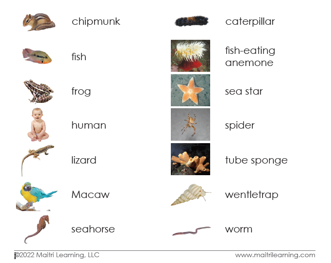 Spanish Invertebrates/Vertebrates Sorting