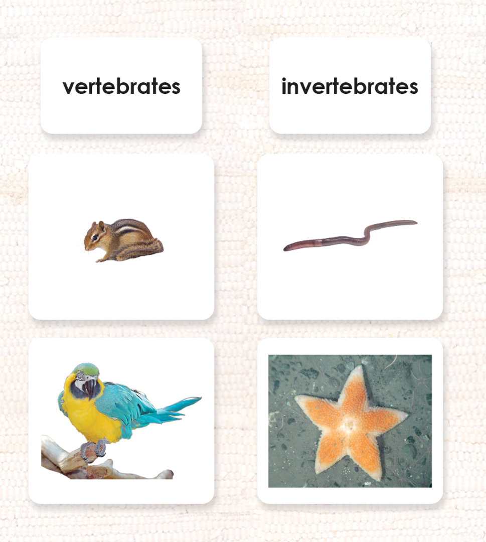 Spanish Invertebrates/Vertebrates Sorting