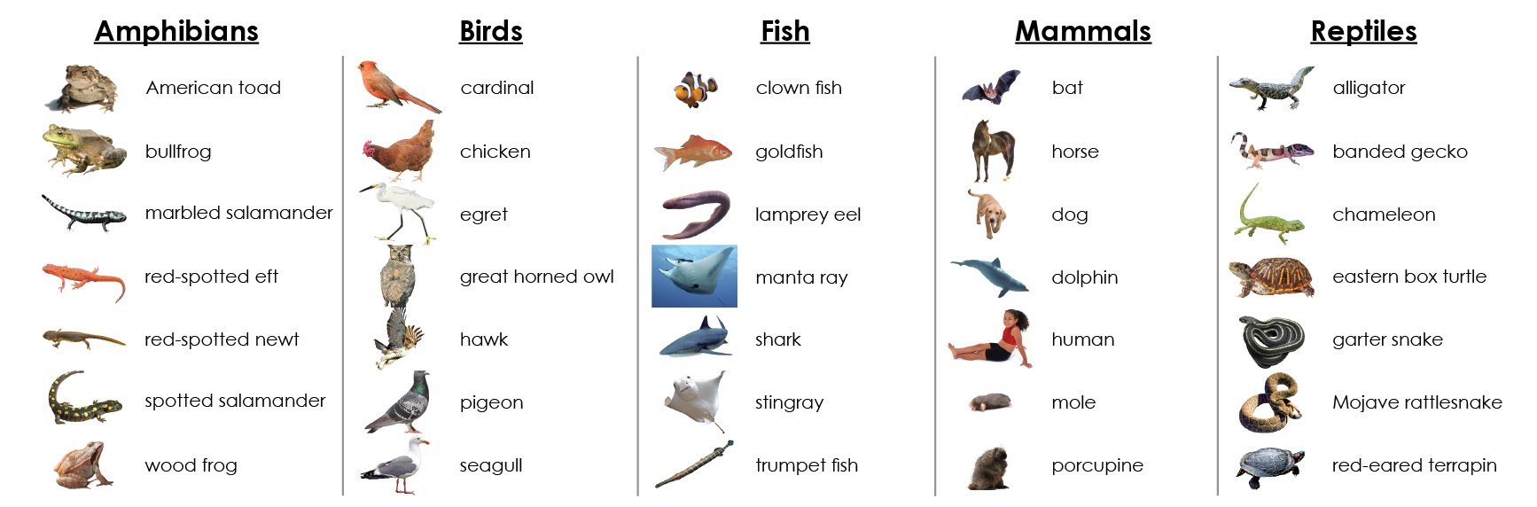 Spanish Vertebrate Classes Sorting