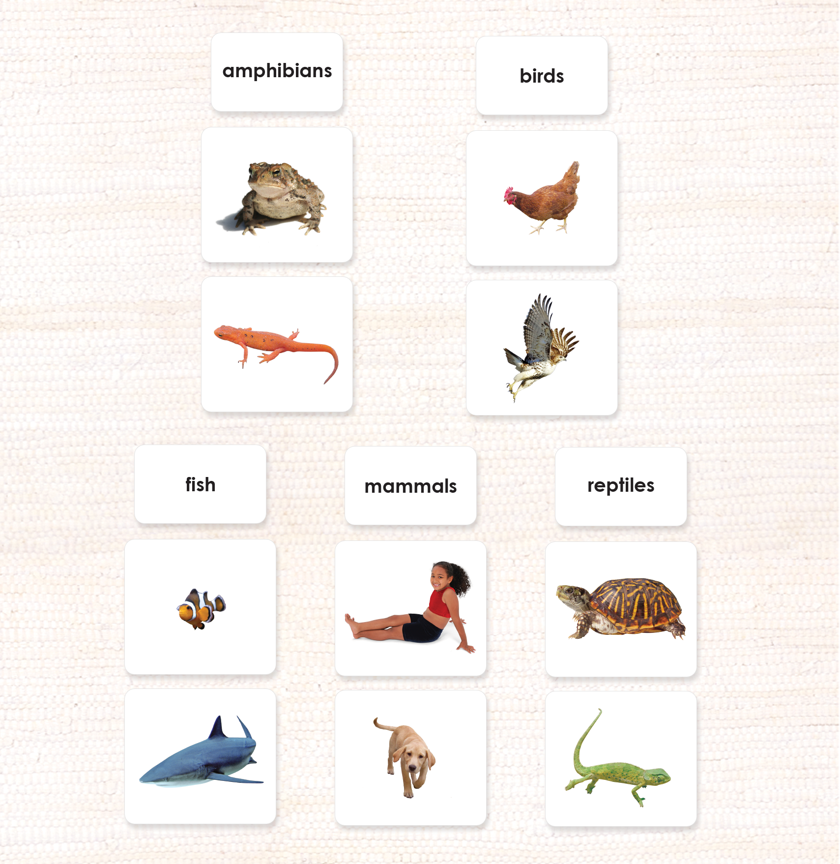 Spanish Vertebrate Classes Sorting